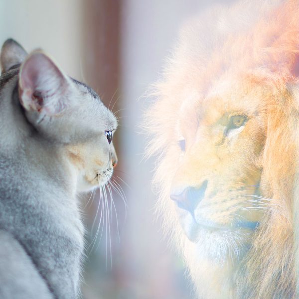 Cat,Looking,At,Mirror,And,Sees,Itself,As,A,Lion_